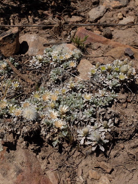 Antennaria dimorpha